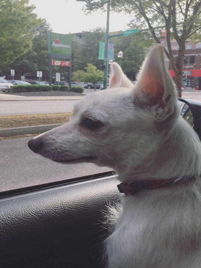 Nori Nori’s Interesting Life: A Dog’s Tale