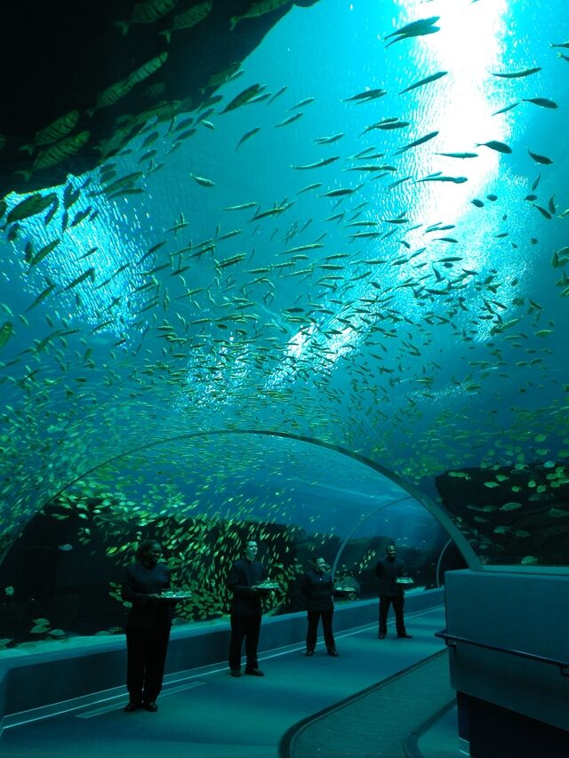 Nori Nori’s Interesting Life: Georgia Aquarium Part 1