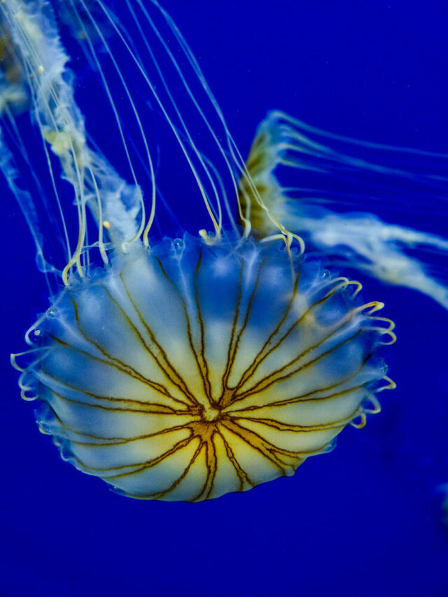 Nori Nori’s Interesting Life: Georgia Aquarium Part 2